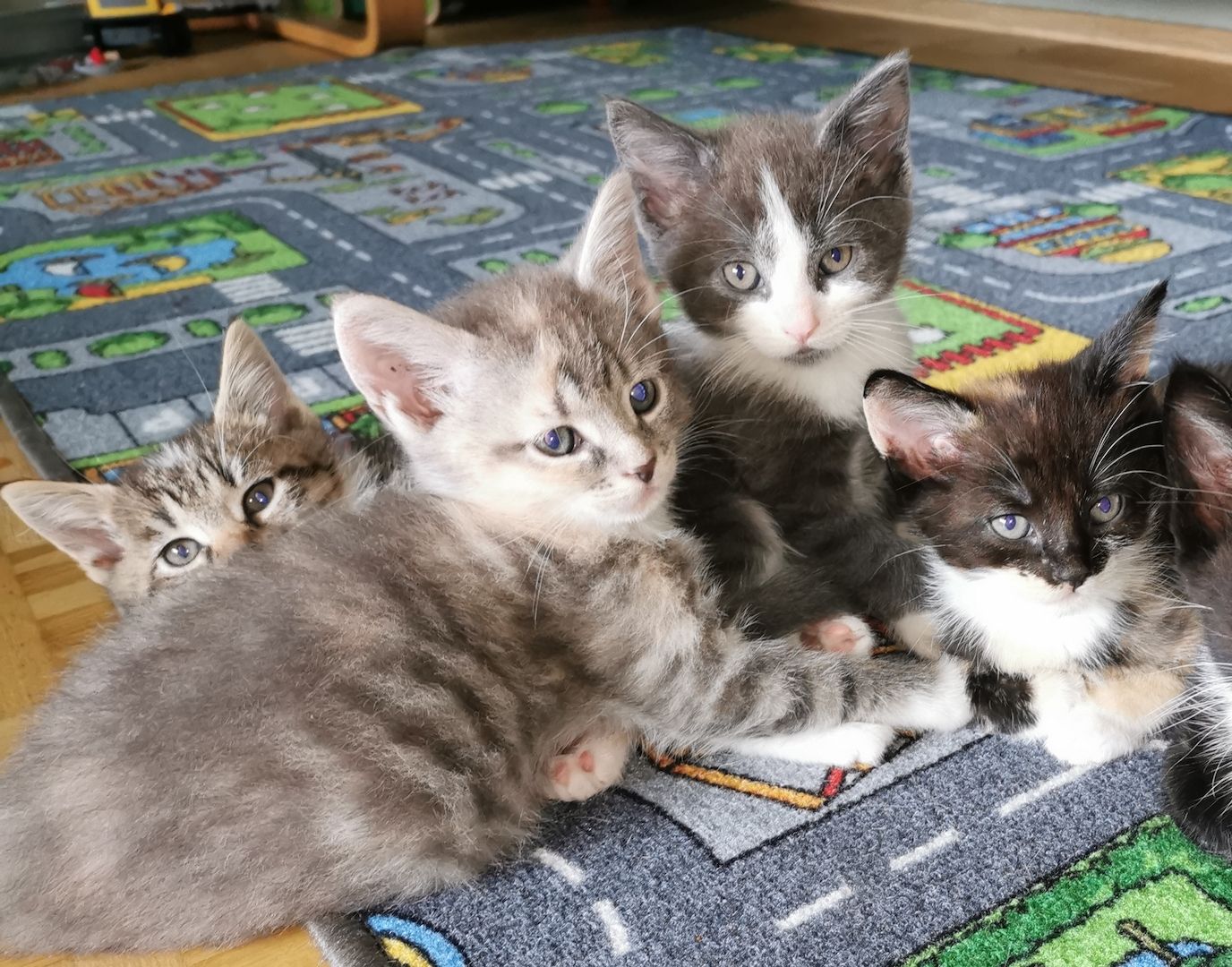 Maine Coon Mix Kitten