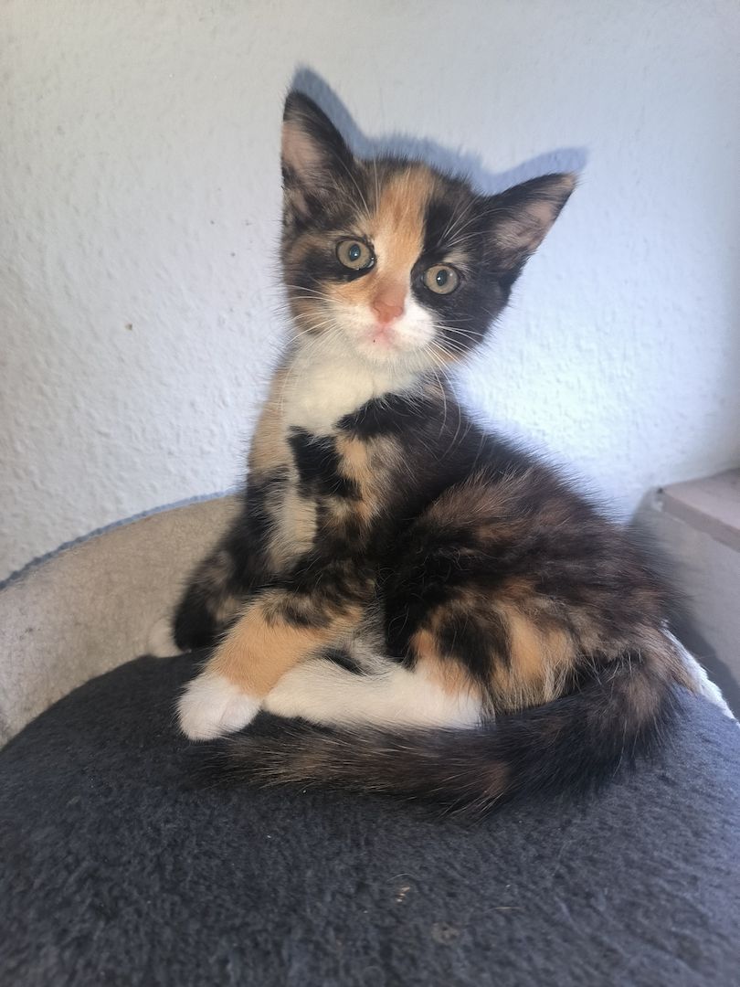 Maine Coon Mix kitten suchen ein neues Zuhause