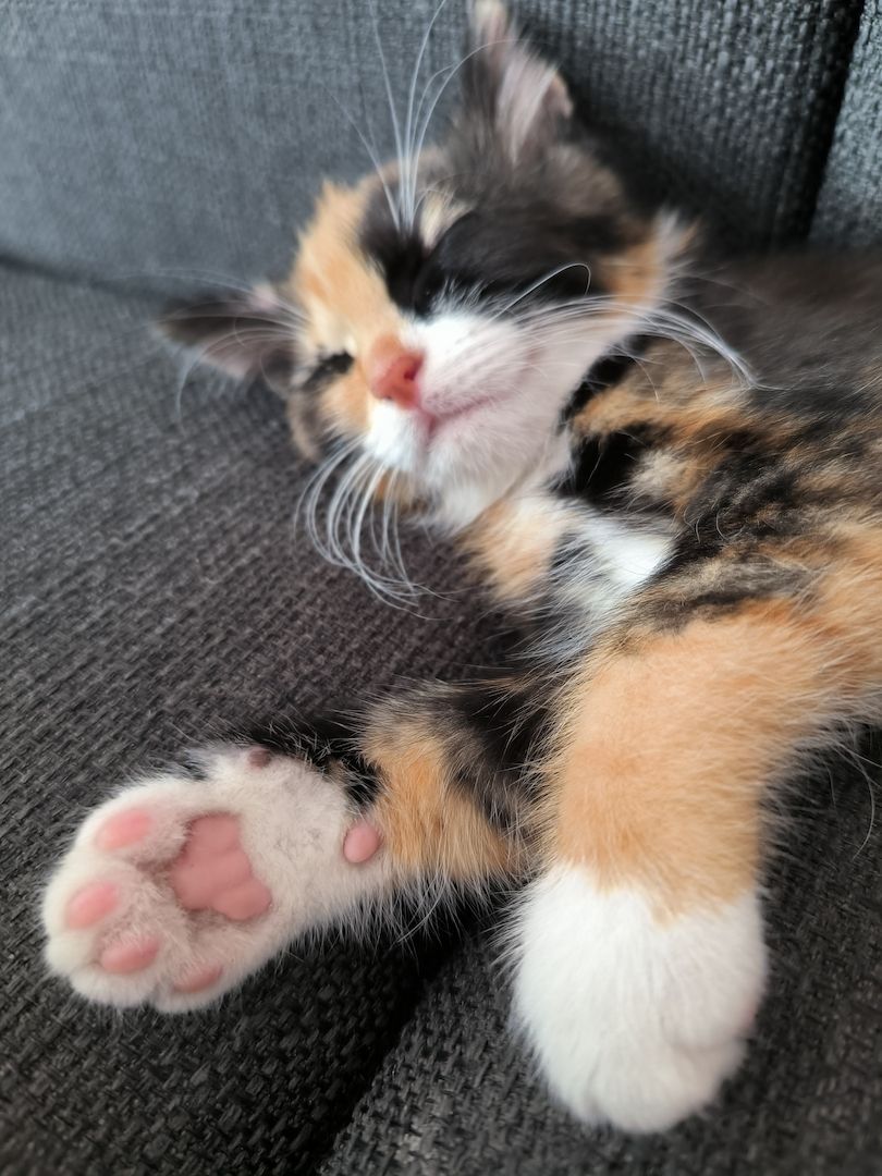 Maine Coon Mix kitten suchen ein neues Zuhause