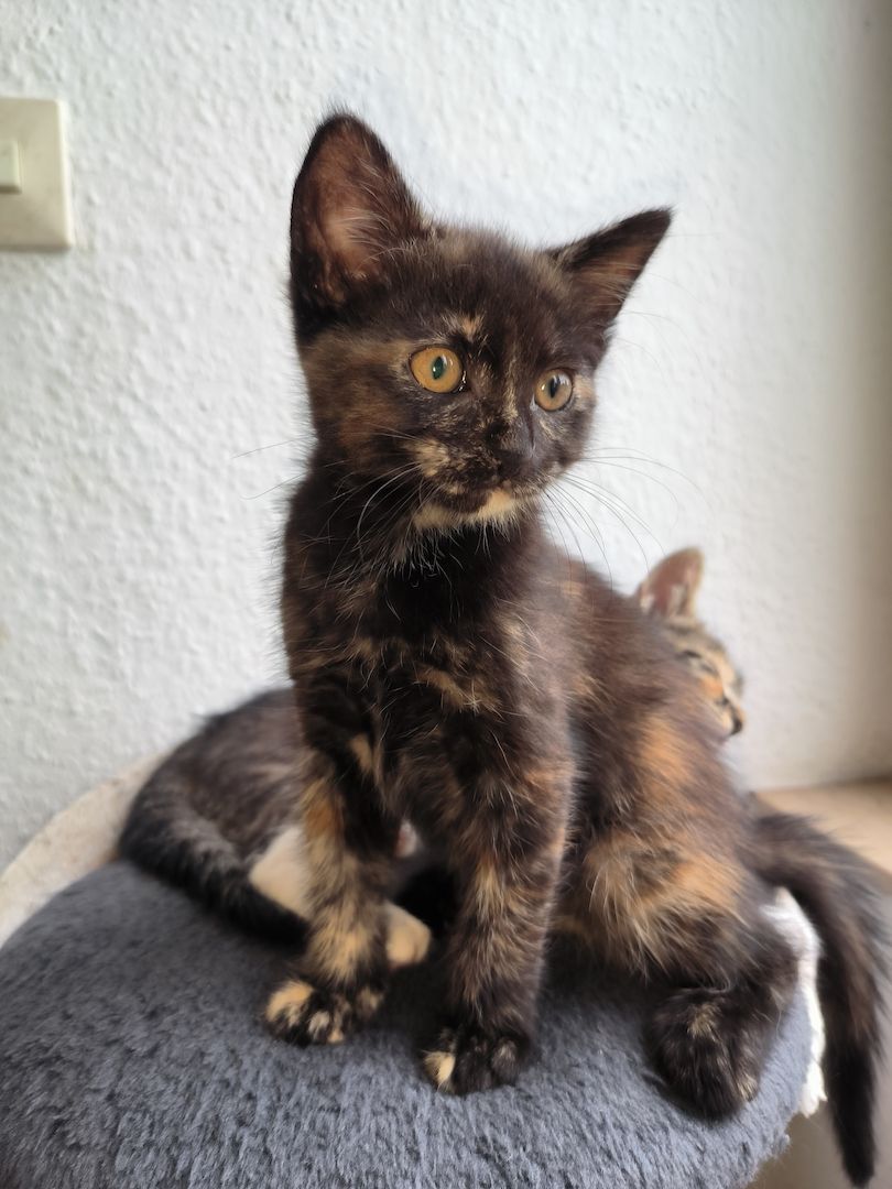 Maine Coon Mix kitten suchen ein neues Zuhause