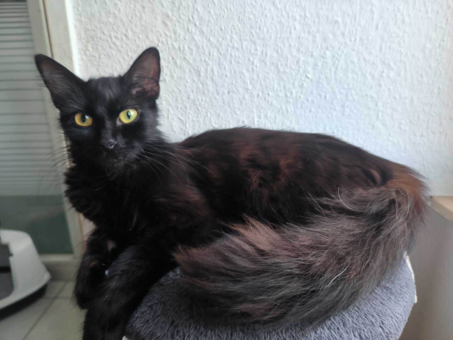 Maine Coon Mix kitten suchen ein neues Zuhause