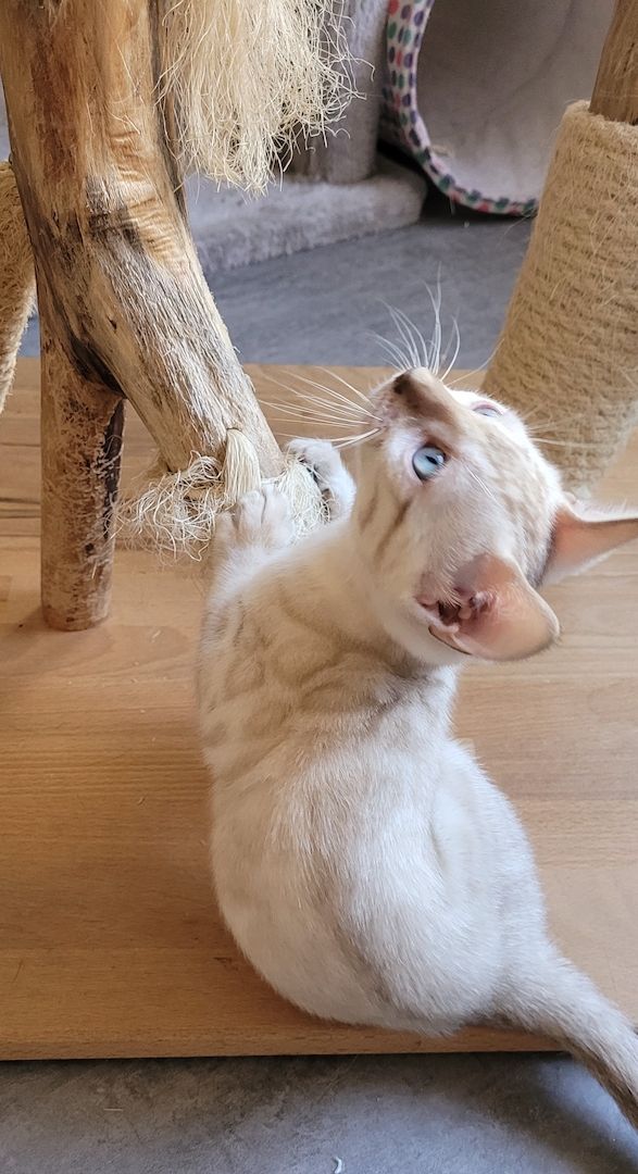 Reinrassige Bengal Kitten mit TICA Stammbaum