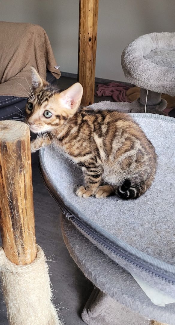 Reinrassige Bengal Kitten mit TICA Stammbaum