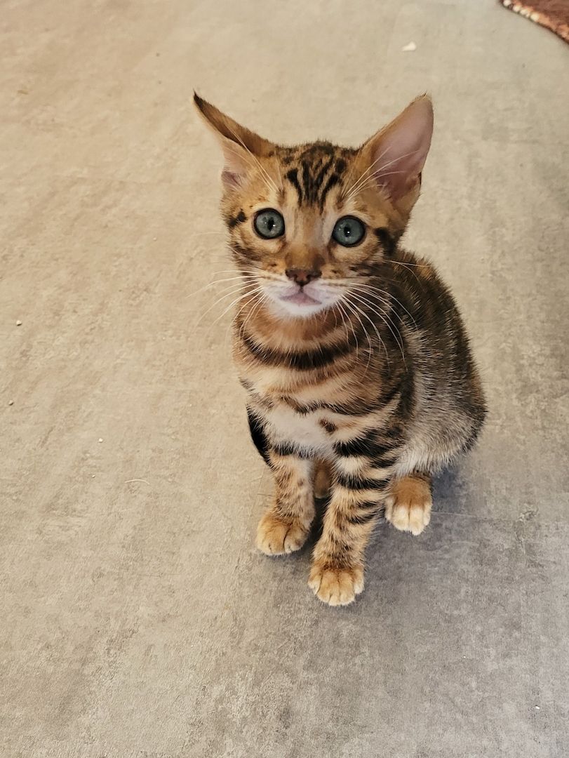 Reinrassige Bengal Kitten mit TICA Stammbaum