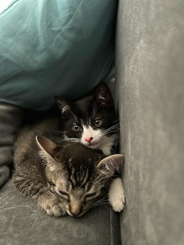 3 Monate alte babykatzen