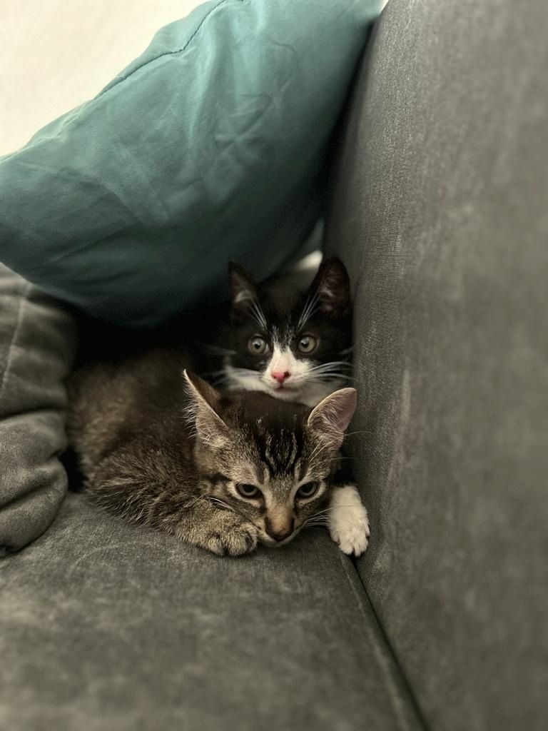 3 Monate alte babykatzen