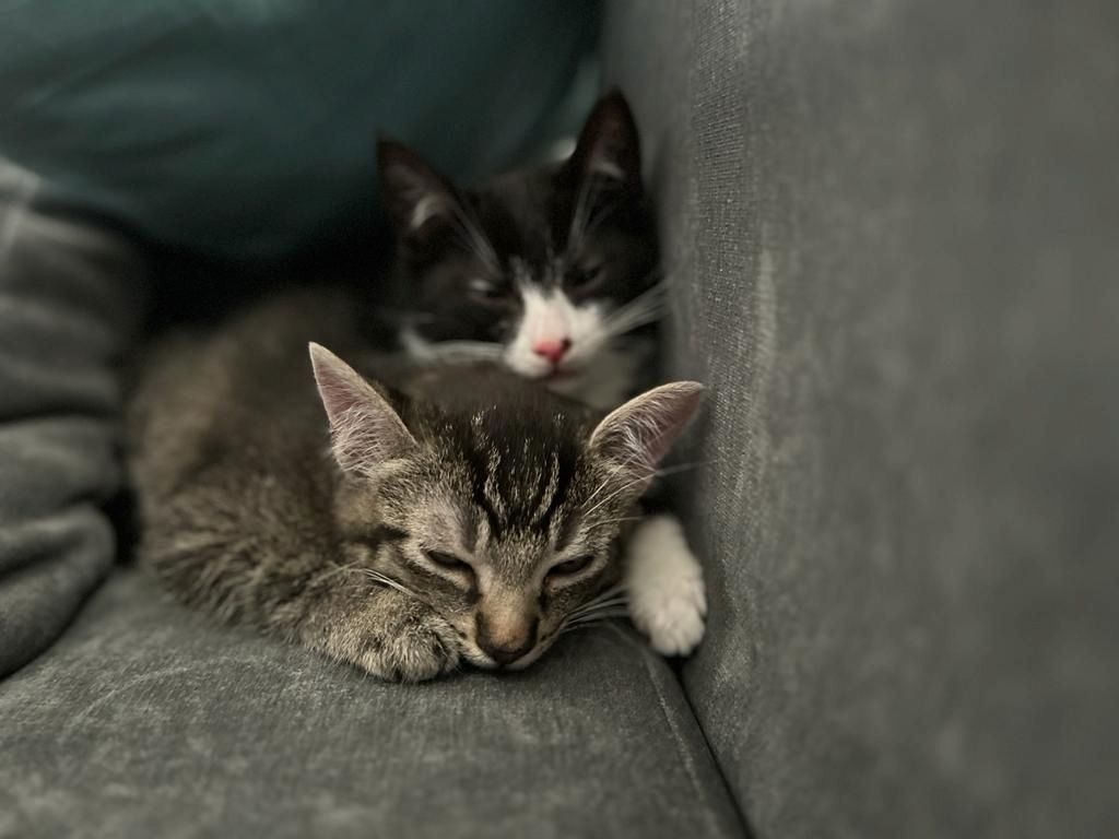 3 Monate alte babykatzen