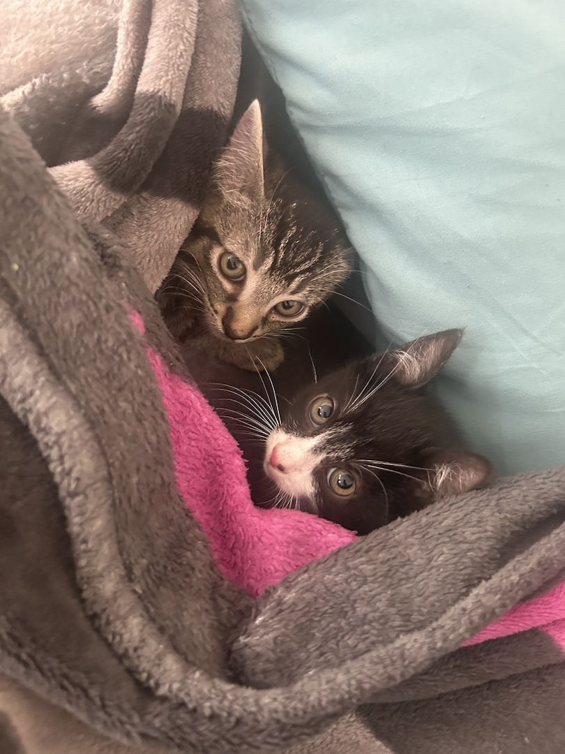 3 Monate alte babykatzen