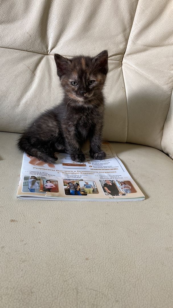 Ein Katzenmädchen in gute Hände abzugeben