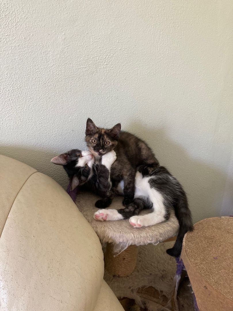 Ein Katzenmädchen in gute Hände abzugeben