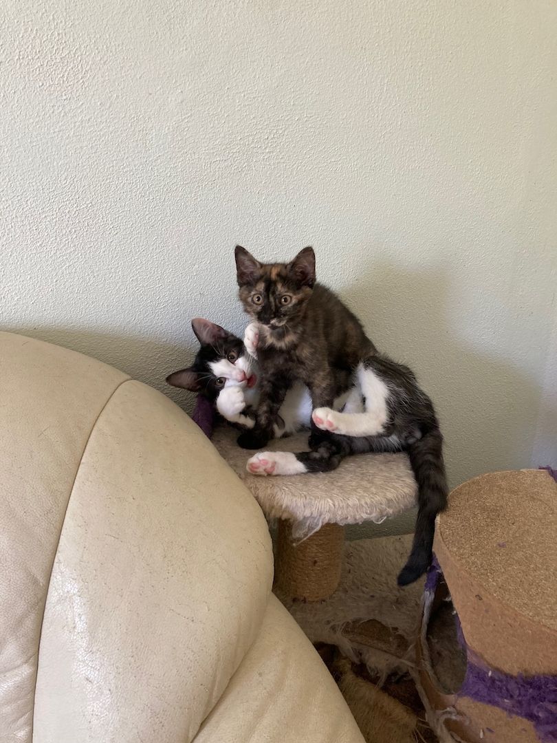 Ein Katzenmädchen in gute Hände abzugeben