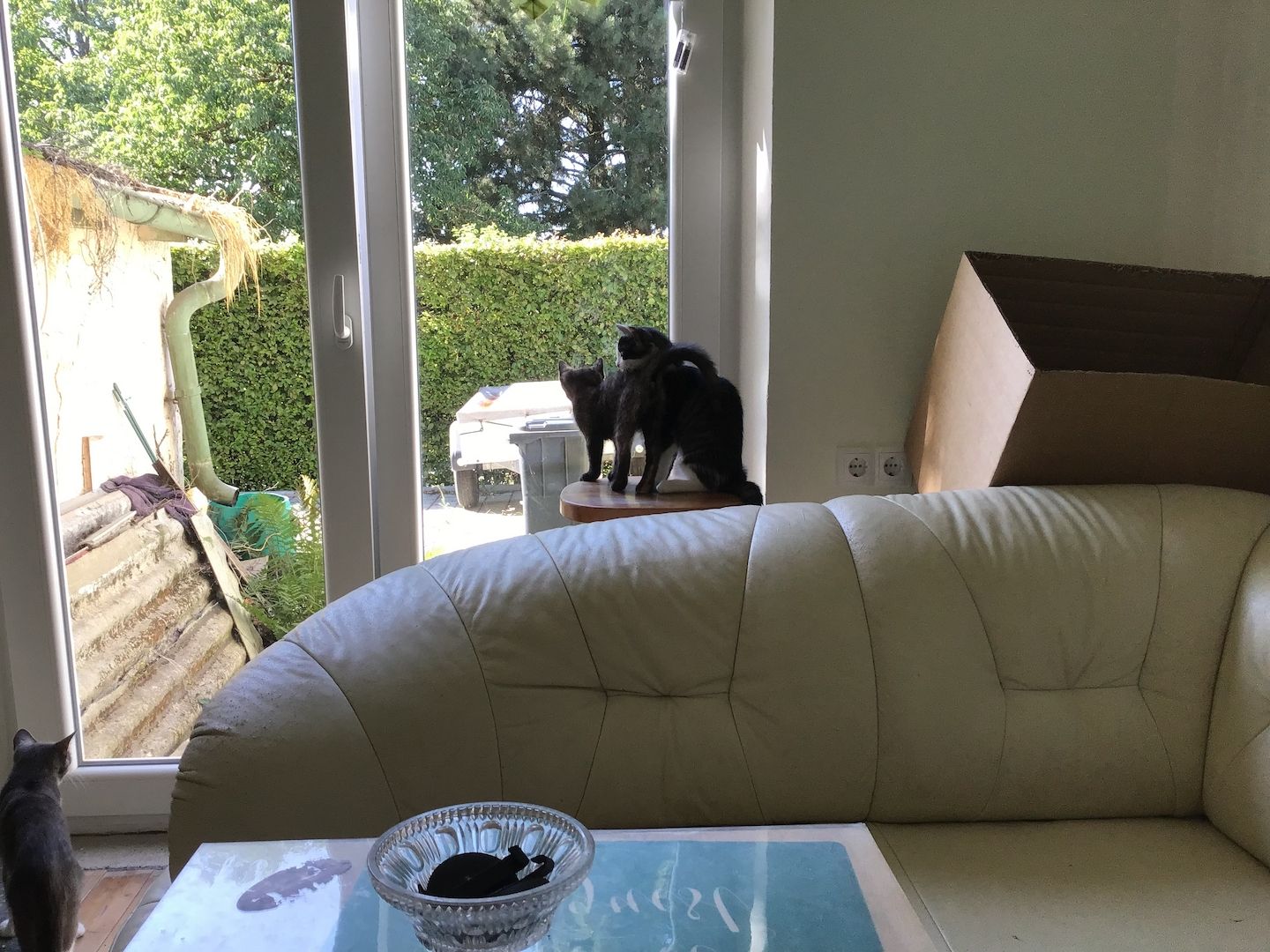 Ein Katzenmädchen in gute Hände abzugeben