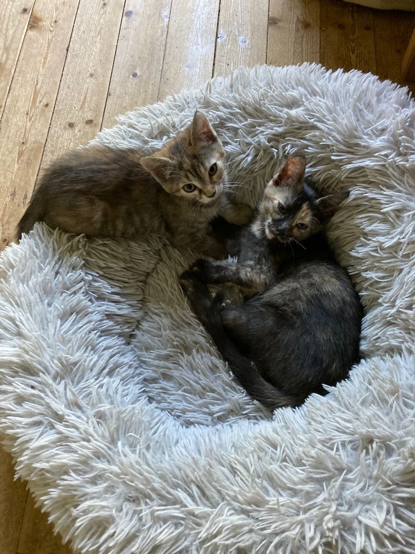 Ein Katzenmädchen in gute Hände abzugeben