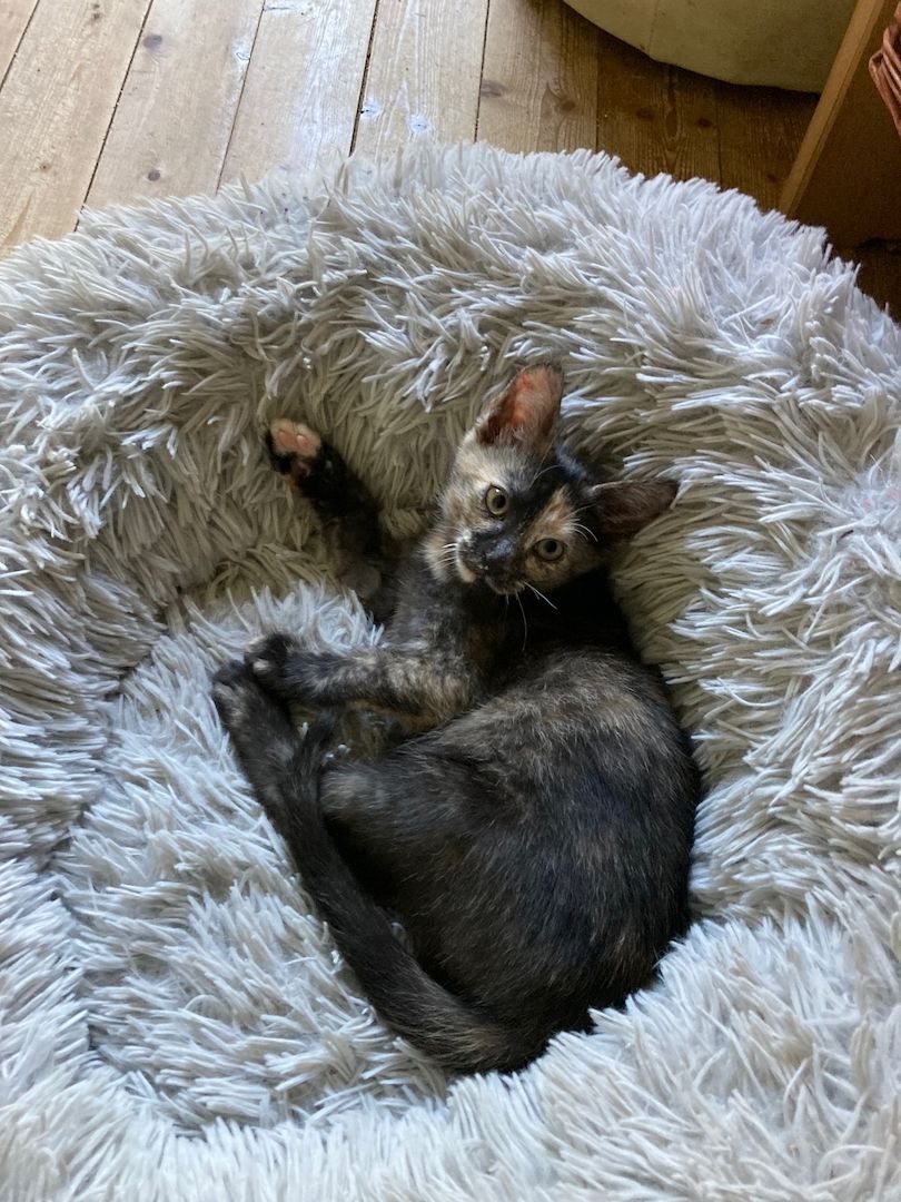 Ein Katzenmädchen in gute Hände abzugeben