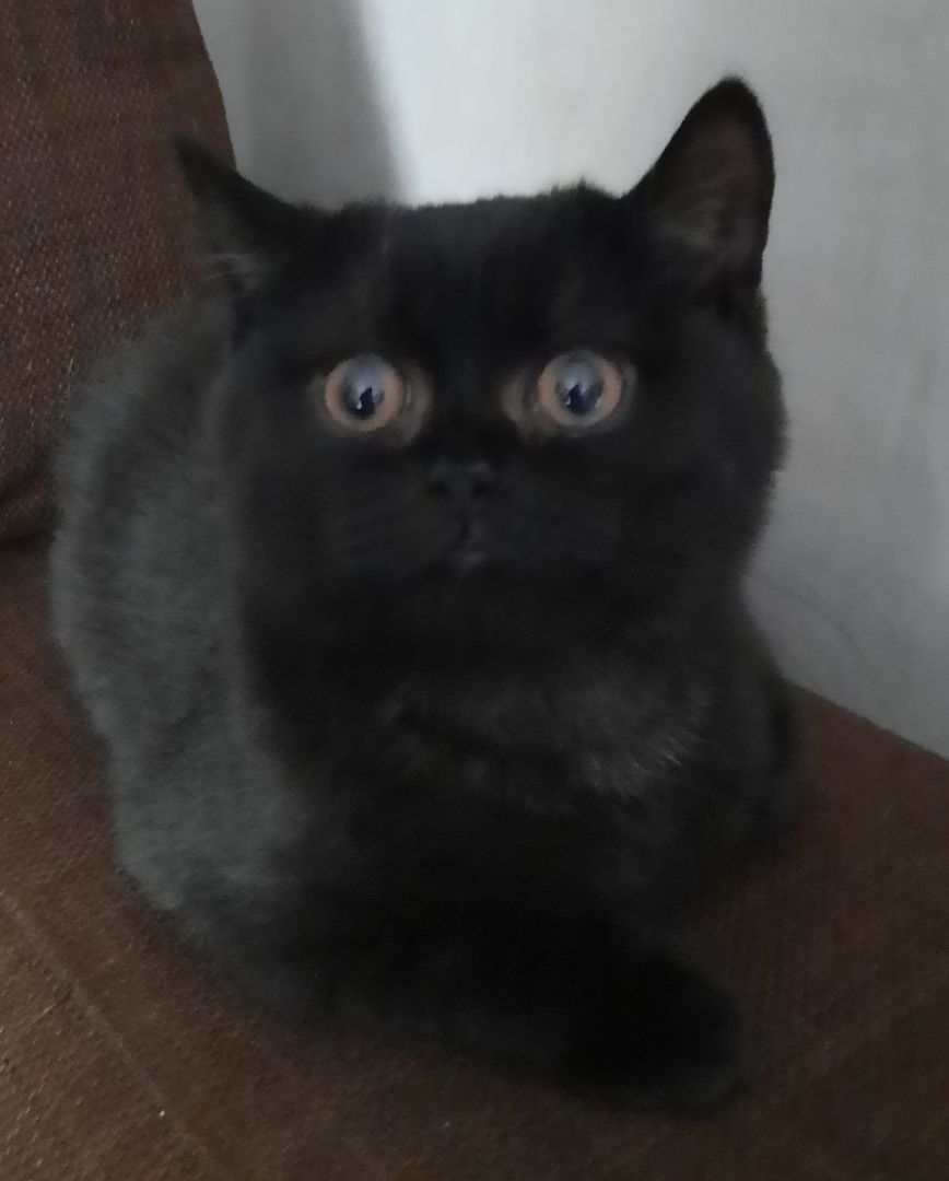 BKH Katzen Babys. BKH Katzen Babys.