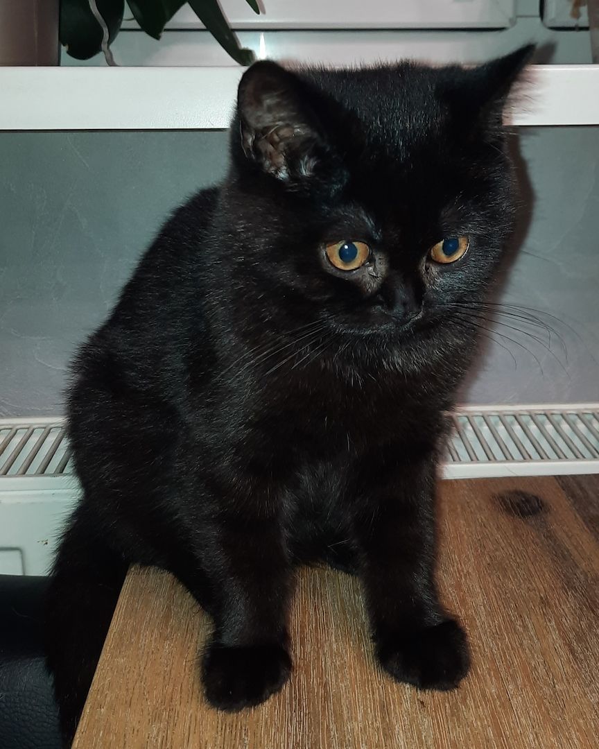 BKH Katzen Babys. BKH Katzen Babys.