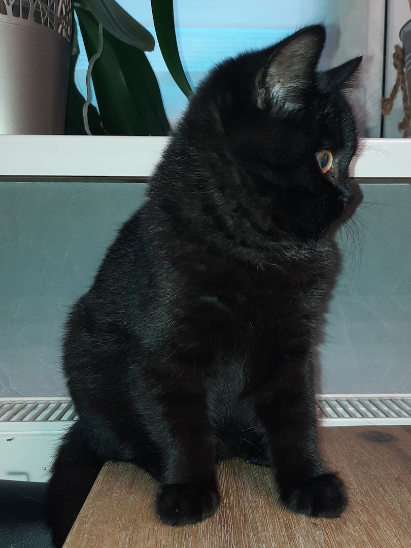 BKH Katzen Babys. BKH Katzen Babys.