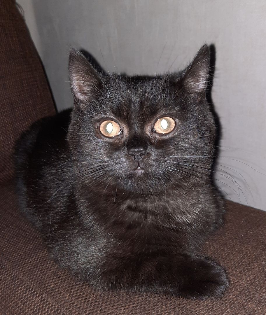 BKH Katzen Babys. BKH Katzen Babys.