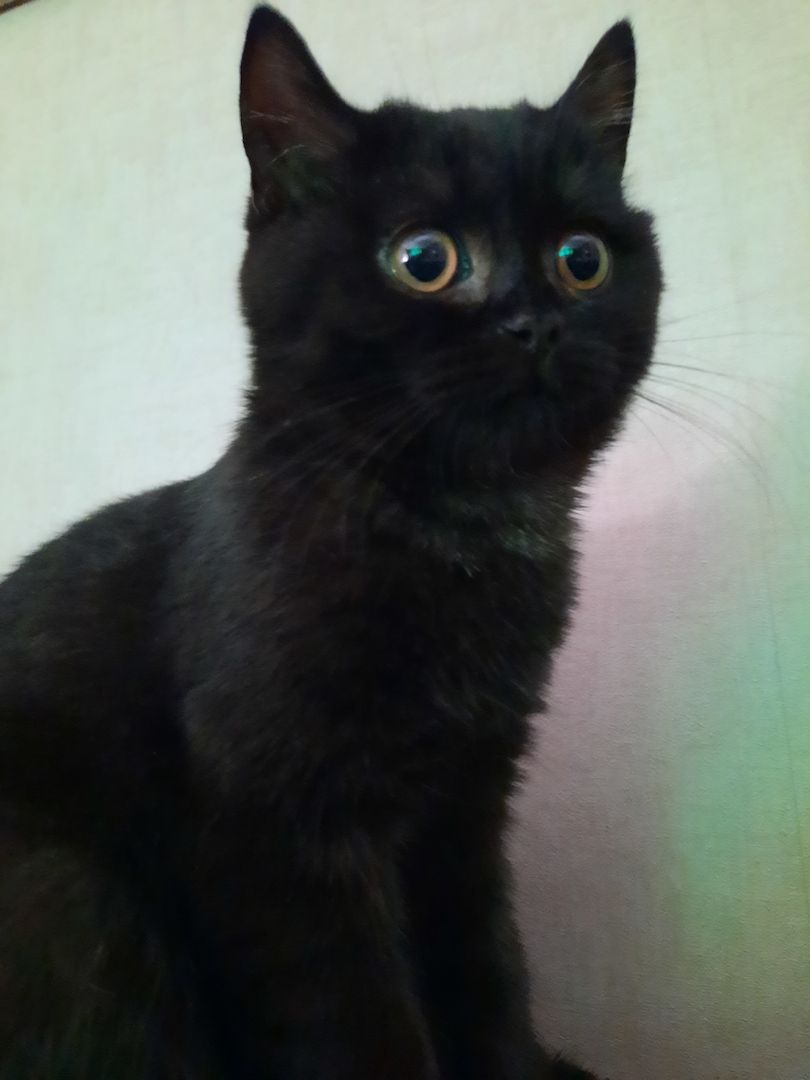 BKH Katzen Babys. BKH Katzen Babys.