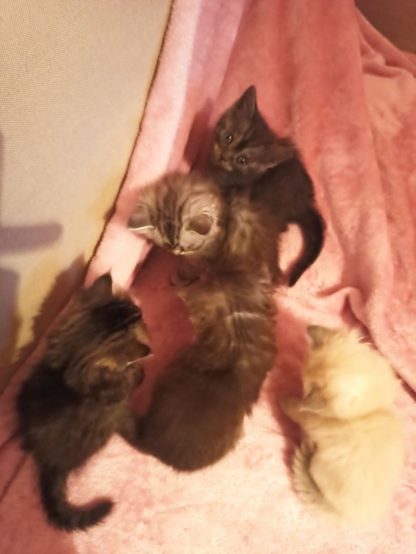 5 Räuber suchen ein Zuhause.