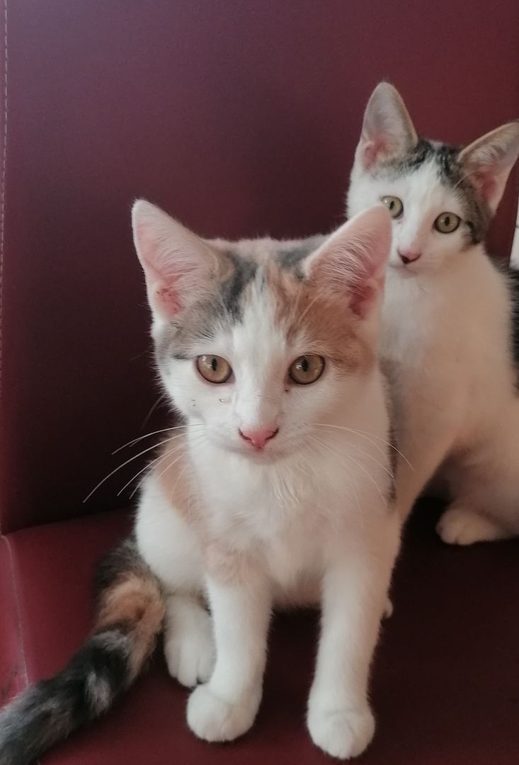 Katze Kätzchen Kater