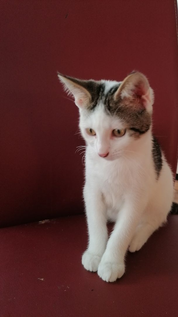 Katze Kätzchen Kater