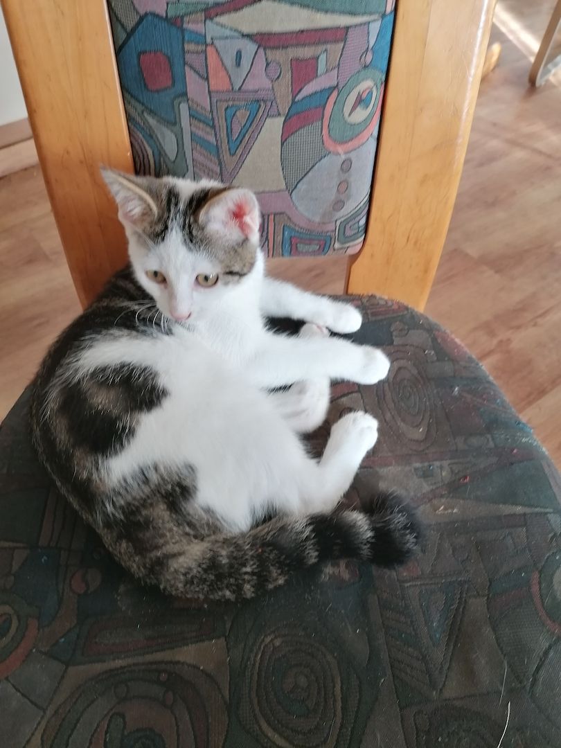 Katze Kätzchen Kater