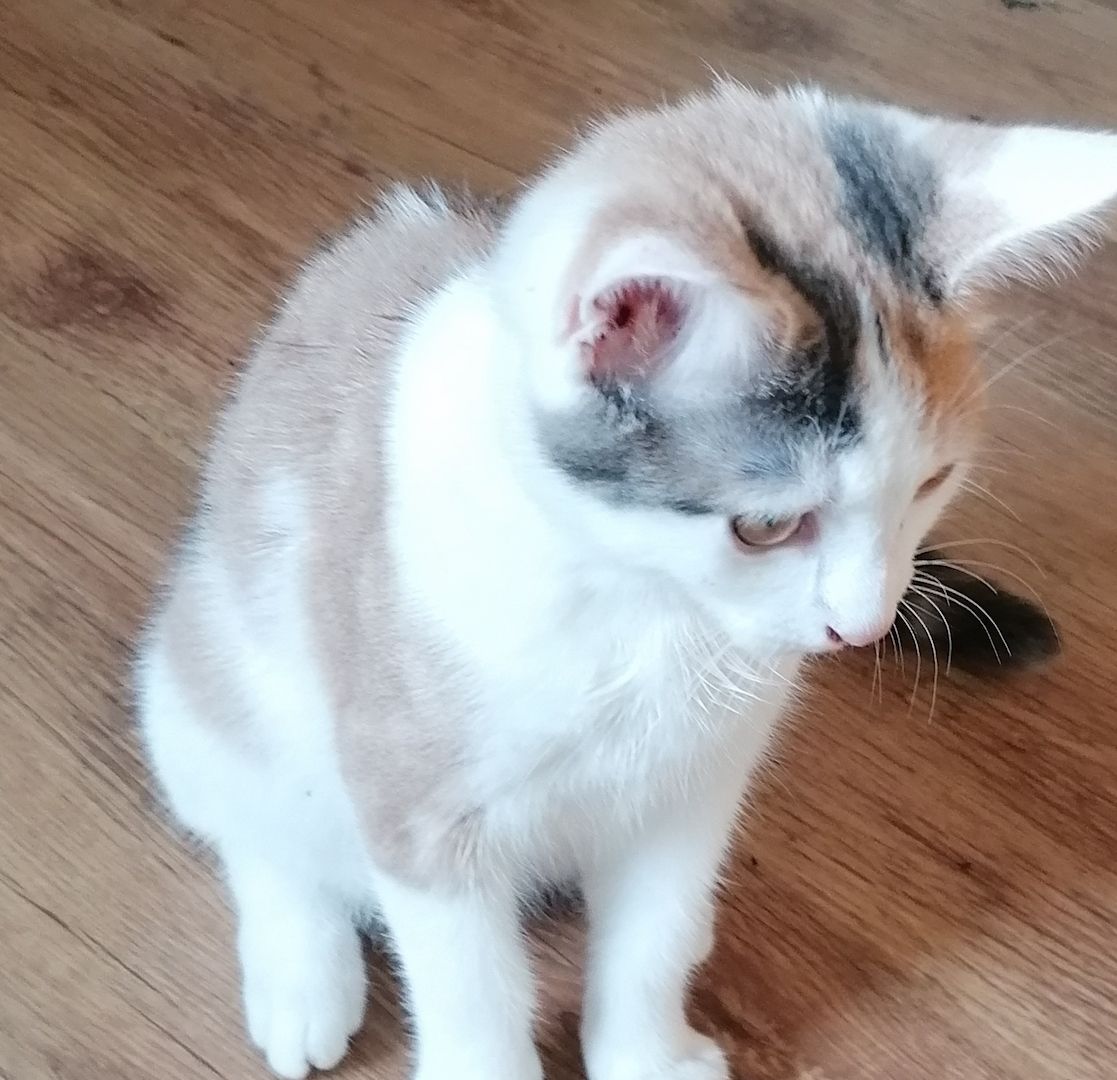 Katze Kätzchen Kater