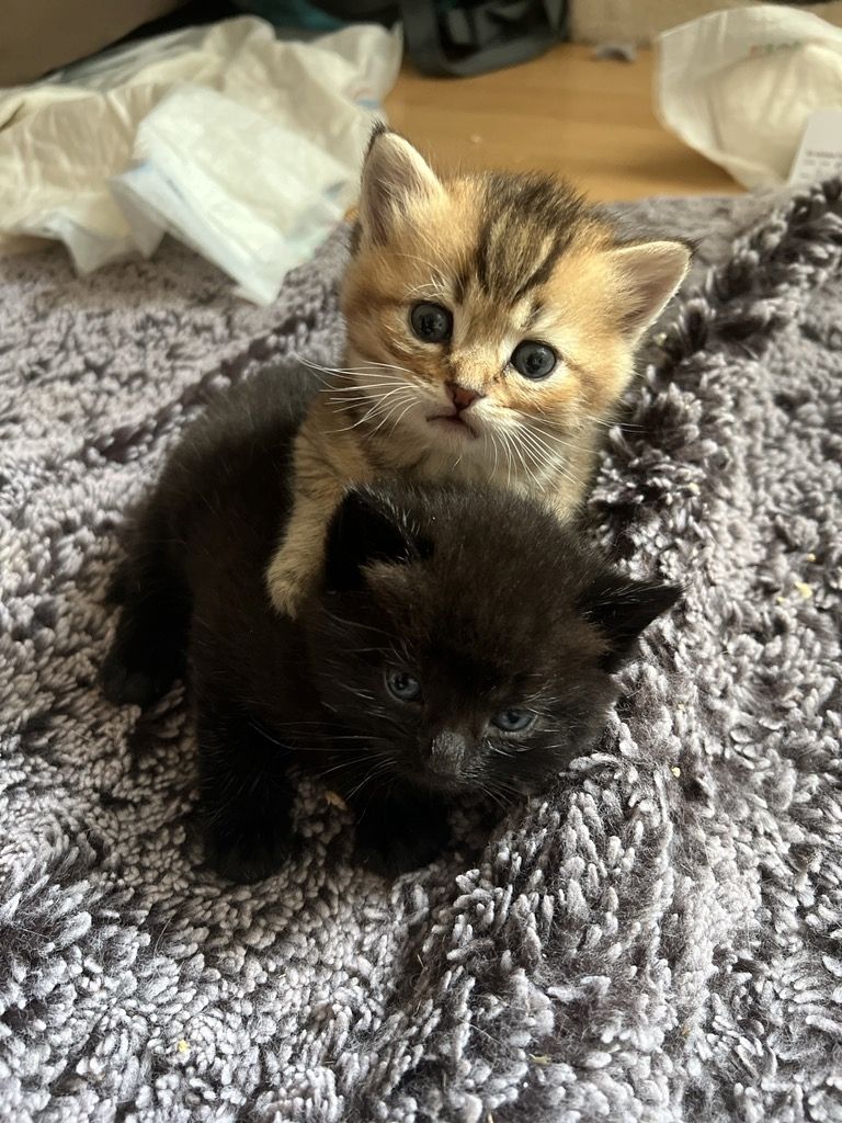 Kitten ab September abzugeben