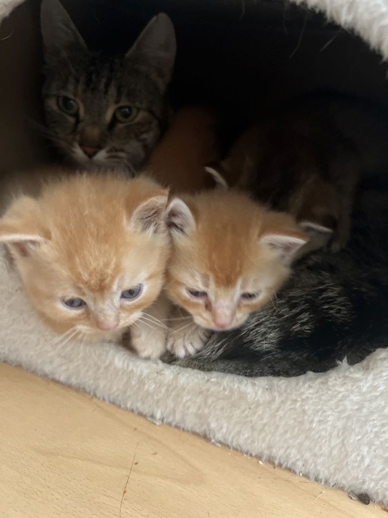 Kitten ab September abzugeben