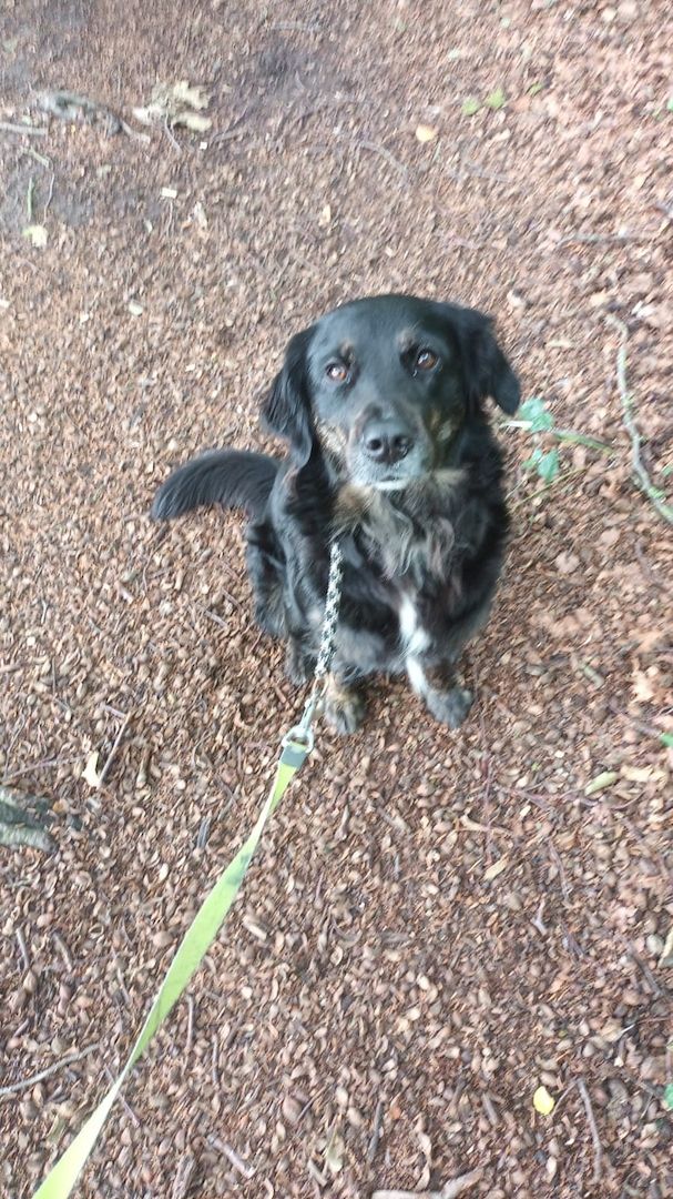 Kitten ab September abzugeben