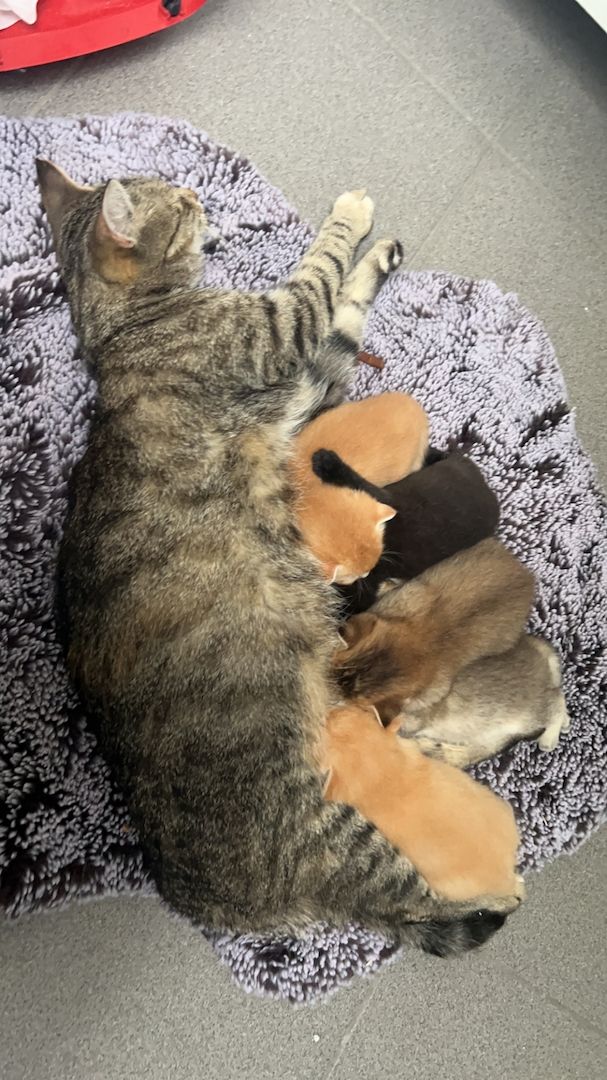 Kitten ab September abzugeben