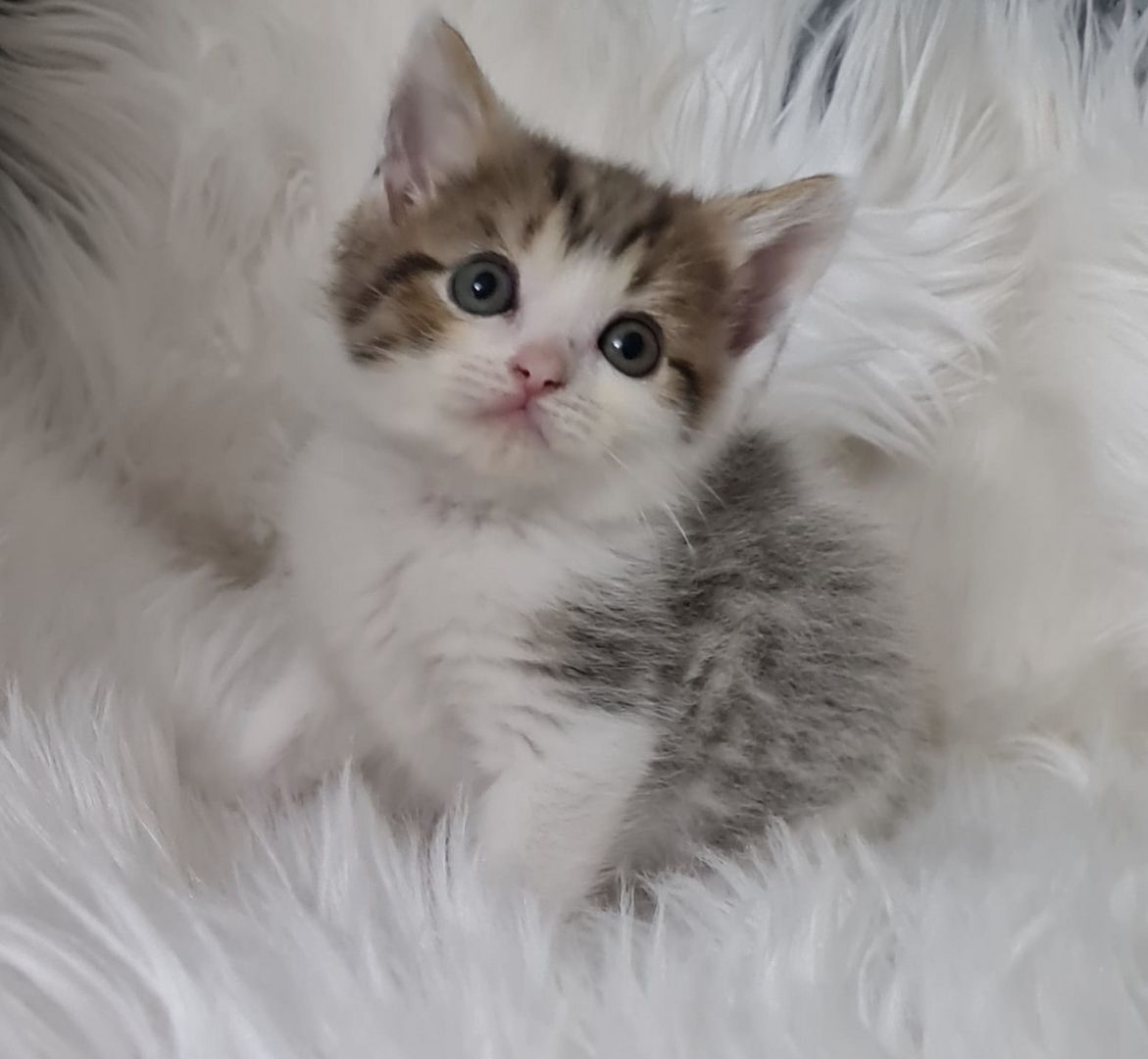 BKH Britisch kurzhaar Mix Kitten abholbereit zu verkaufen.