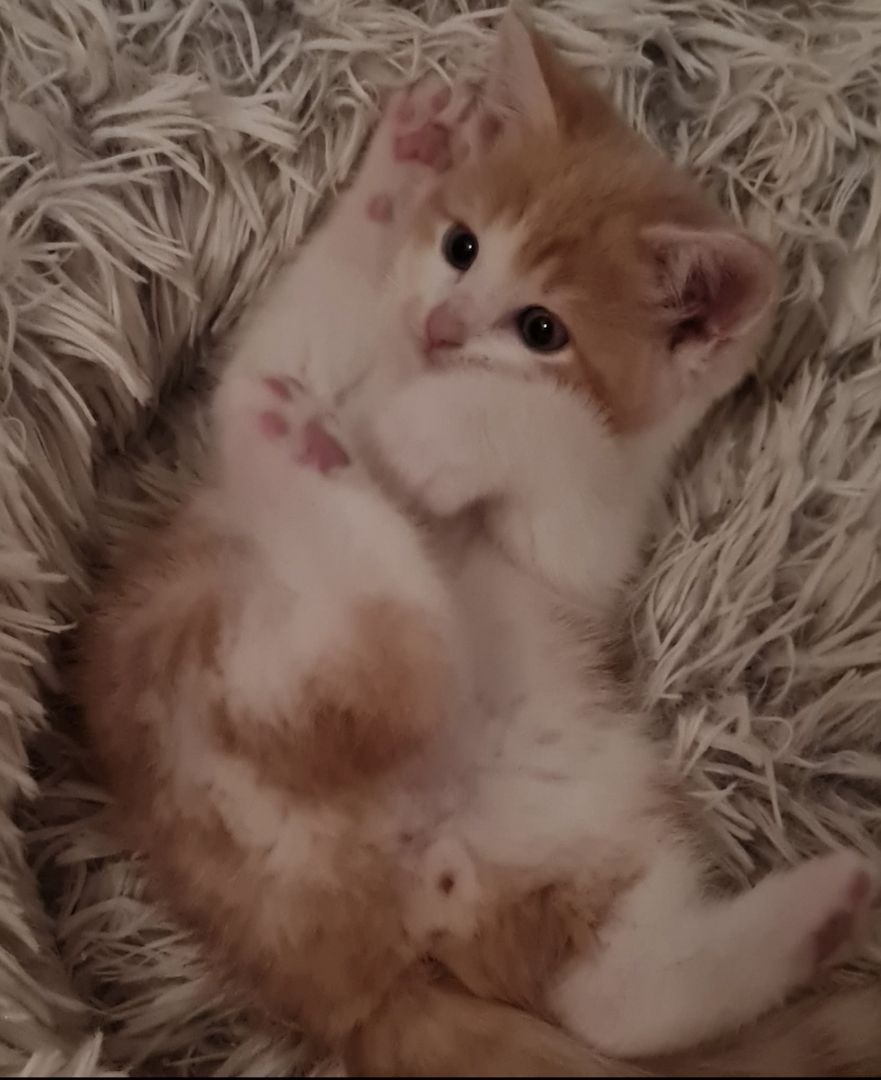 BKH Britisch kurzhaar Mix Kitten abholbereit zu verkaufen.