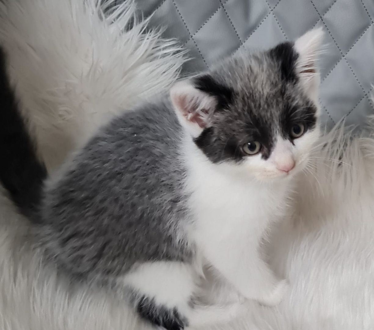 BKH Britisch kurzhaar Mix Kitten abholbereit zu verkaufen.