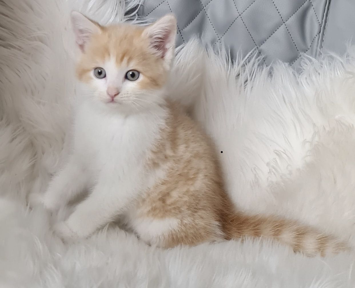 BKH Britisch kurzhaar Mix Kitten abholbereit zu verkaufen.