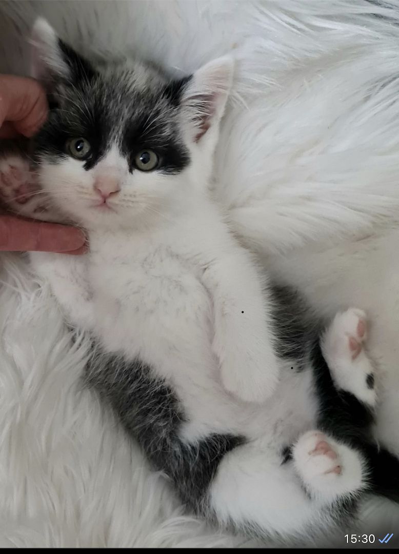 BKH Britisch kurzhaar Mix Kitten abholbereit zu verkaufen.