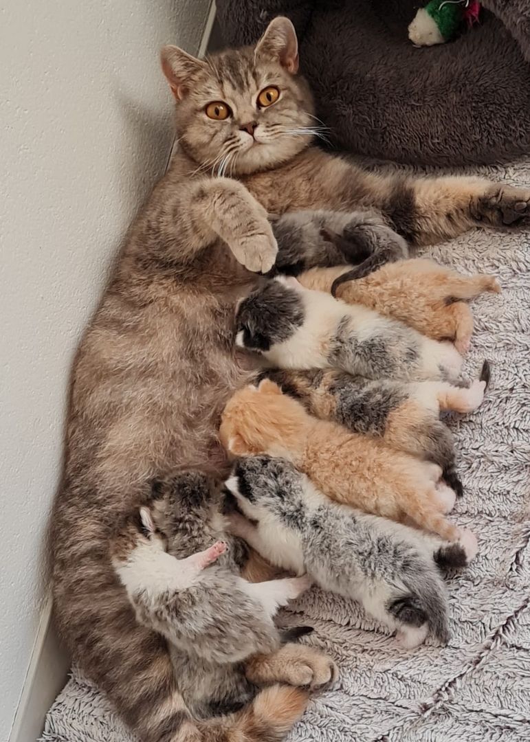 BKH Britisch kurzhaar Mix Kitten abholbereit zu verkaufen.