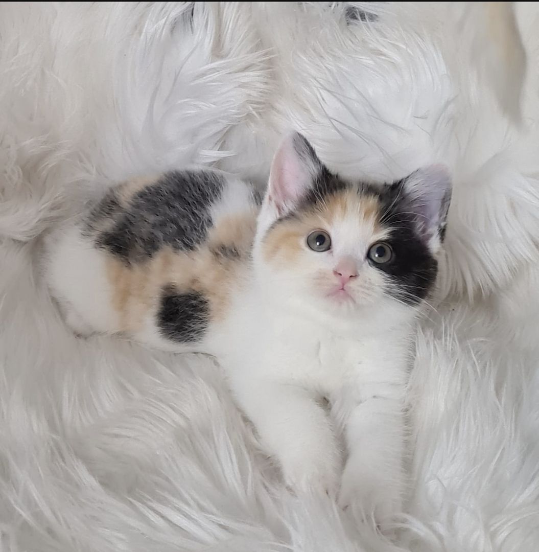 BKH Britisch kurzhaar Mix Kitten abholbereit zu verkaufen.