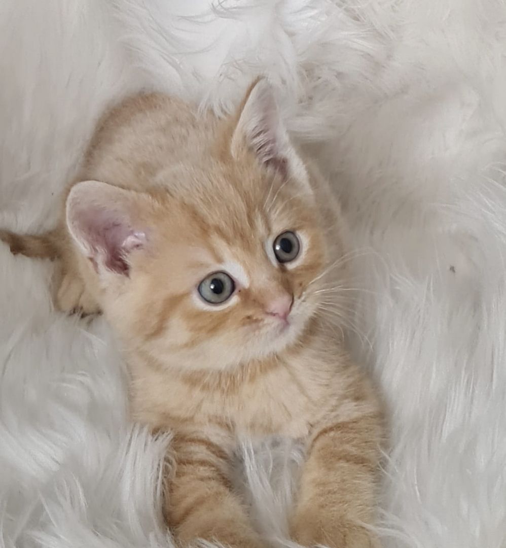 BKH Britisch kurzhaar Mix Kitten abholbereit zu verkaufen.