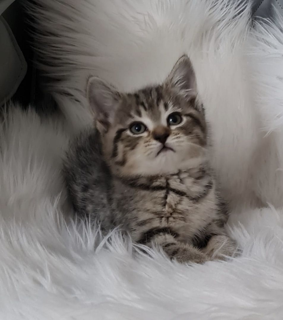 BKH Britisch kurzhaar Mix Kitten abholbereit zu verkaufen.