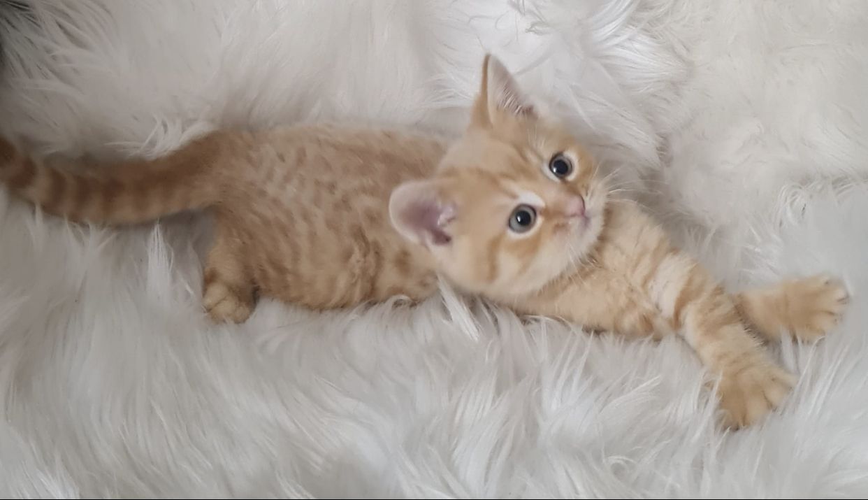 BKH Britisch kurzhaar Mix Kitten abholbereit zu verkaufen.