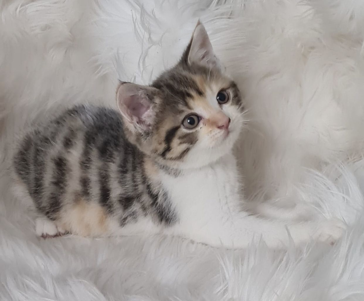 BKH Britisch kurzhaar Mix Kitten abholbereit zu verkaufen.