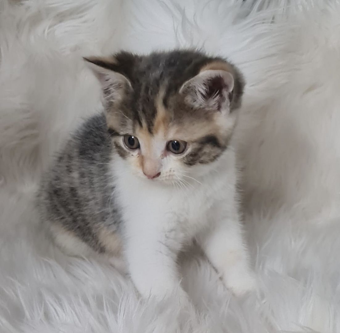 BKH Britisch kurzhaar Mix Kitten abholbereit zu verkaufen.