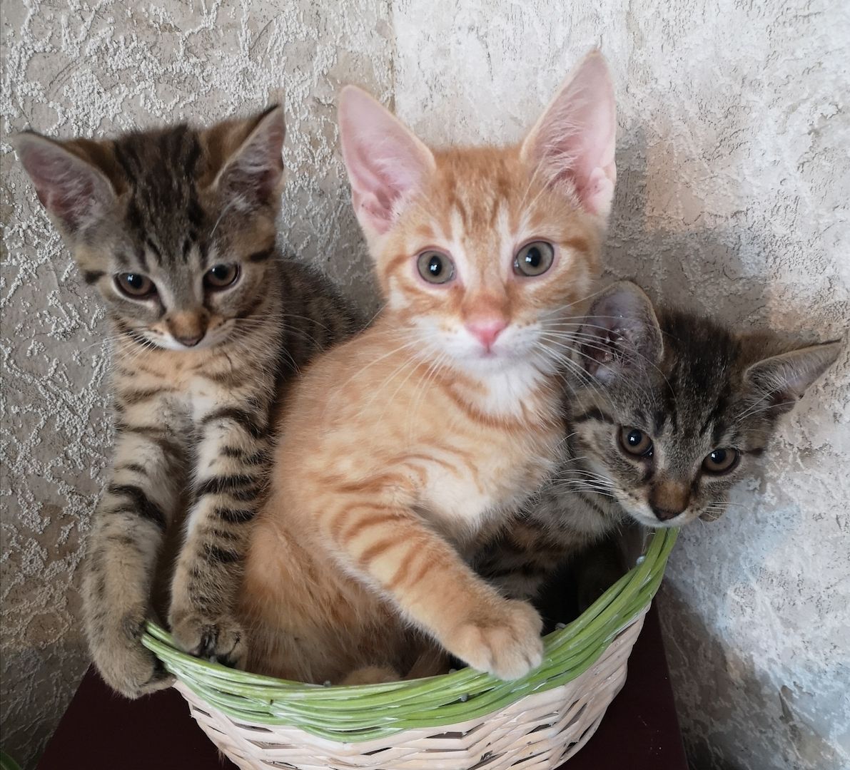 Katzenbabys suchen neues Zuhause 