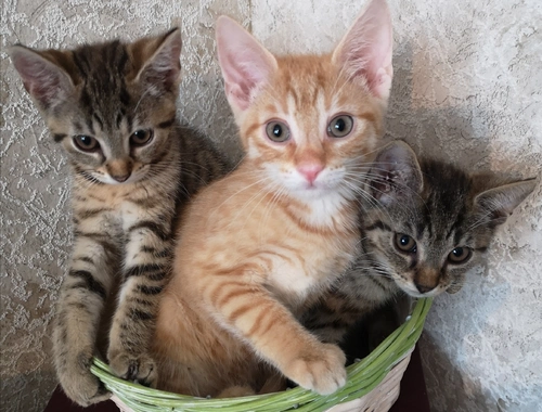 Katzenbabys suchen neues Zuhause 