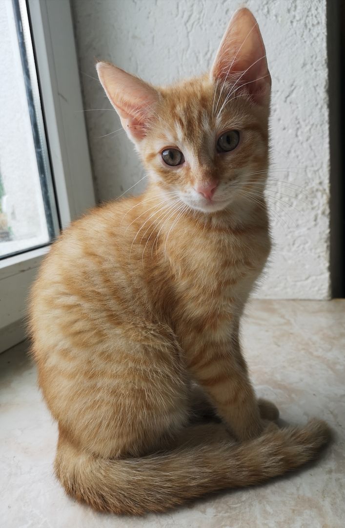 Katzenbabys suchen neues Zuhause 