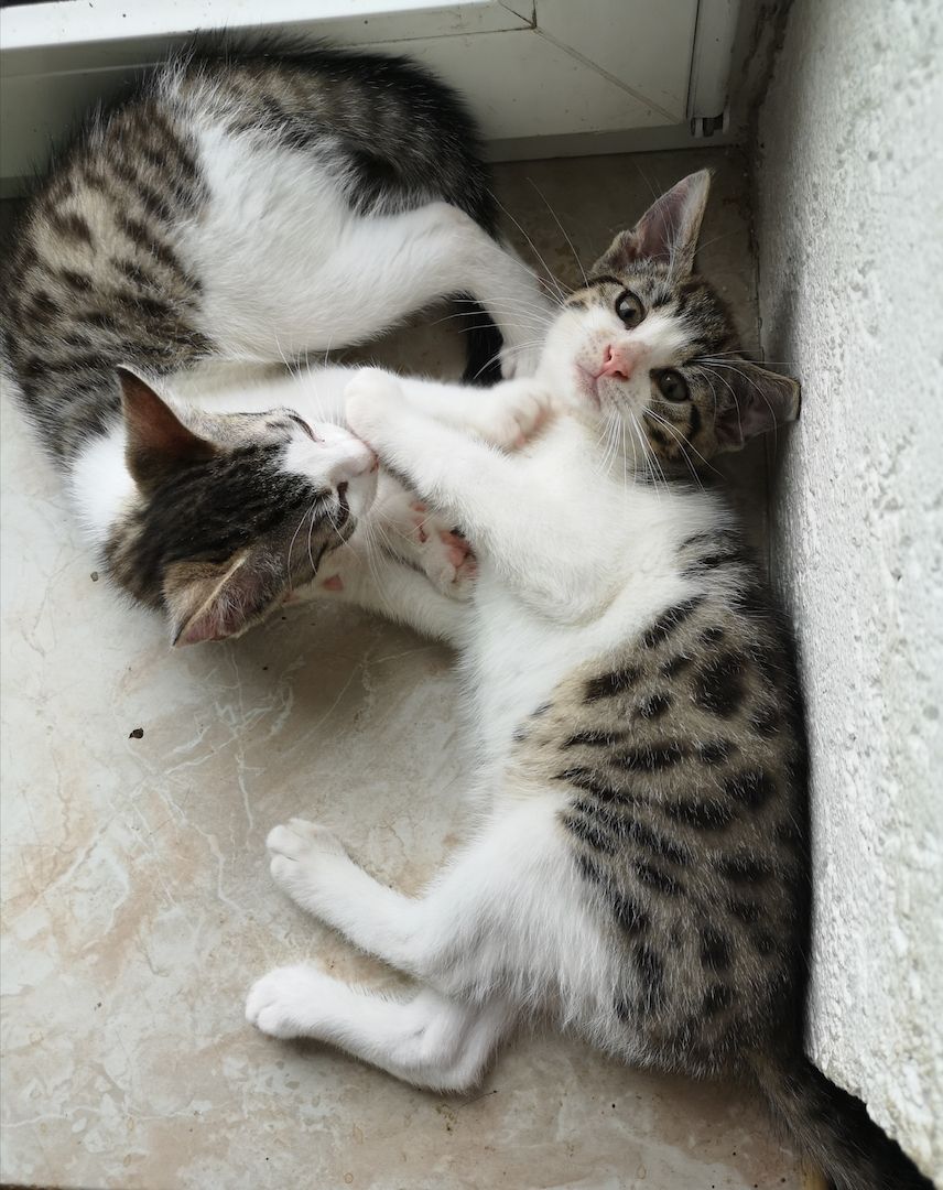 Katzenbabys suchen neues Zuhause 