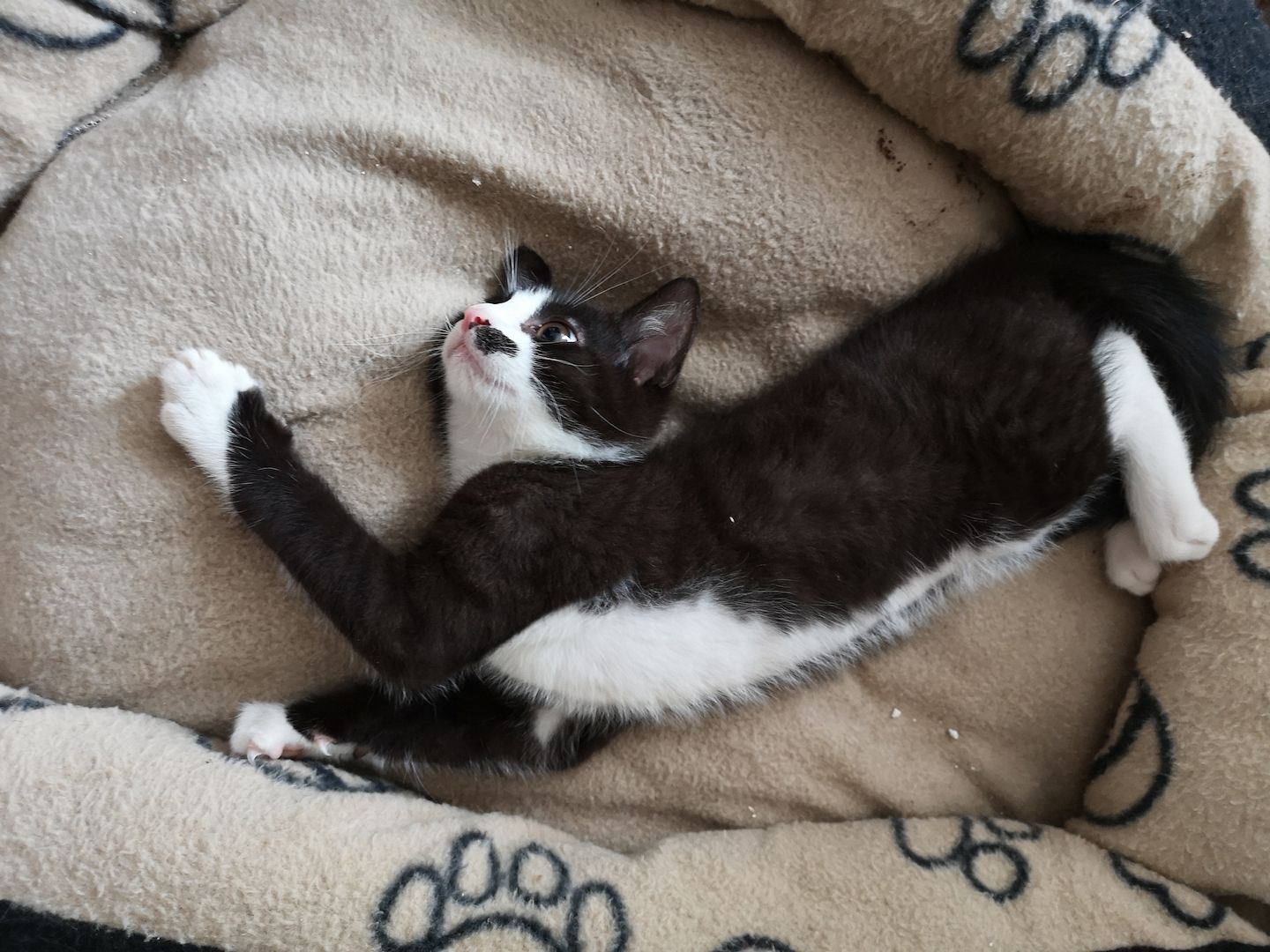 Katzenbabys suchen neues Zuhause 