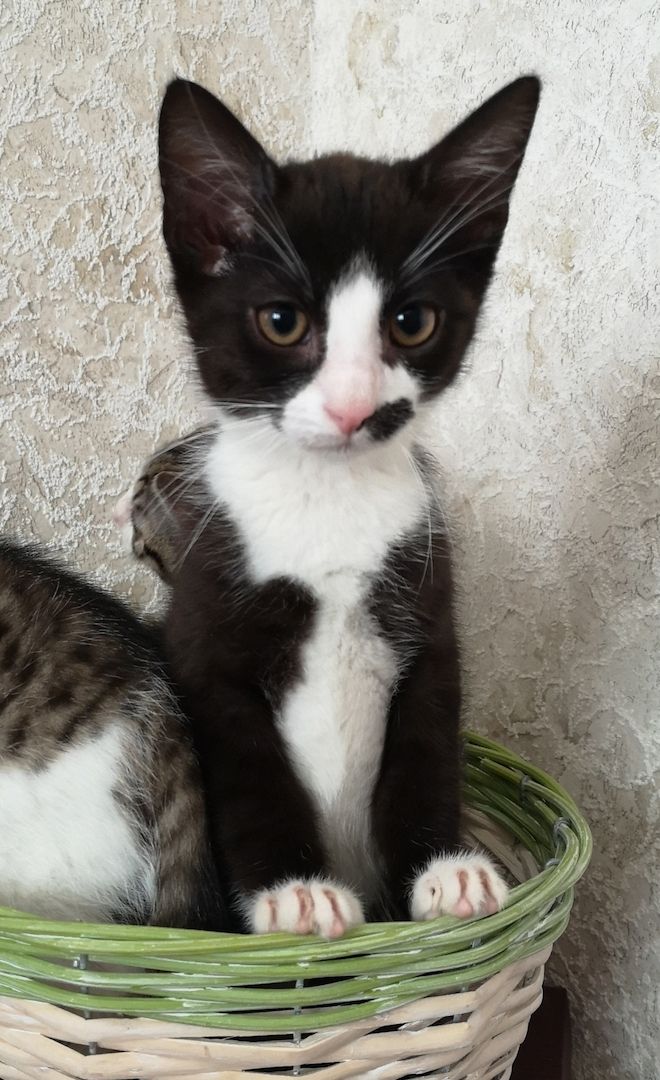 Katzenbabys suchen neues Zuhause 